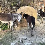 арт спектър камп Hotel Bratsigovo