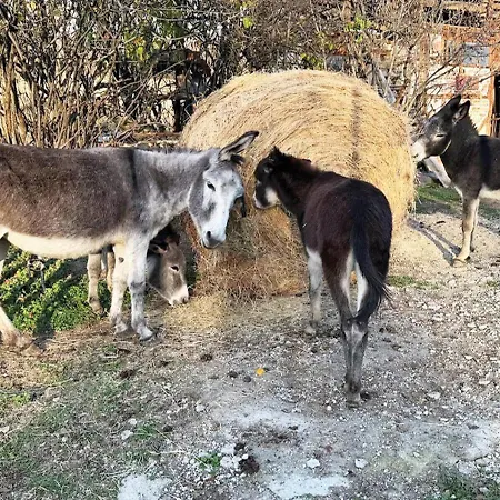 арт спектър камп فندق Bratsigovo